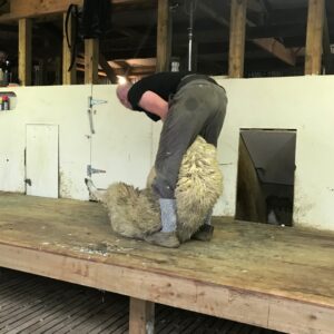 Andrew Jones sheep shearing
