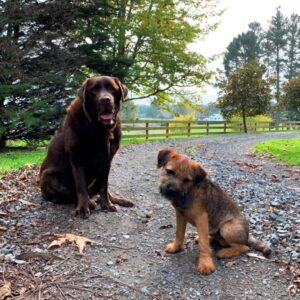 Billy and Louie the Waikato Podiatry dogs
