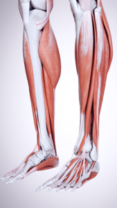 Leg and foot anatomy 