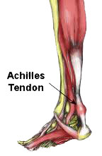 Diagram of the achilles tendon