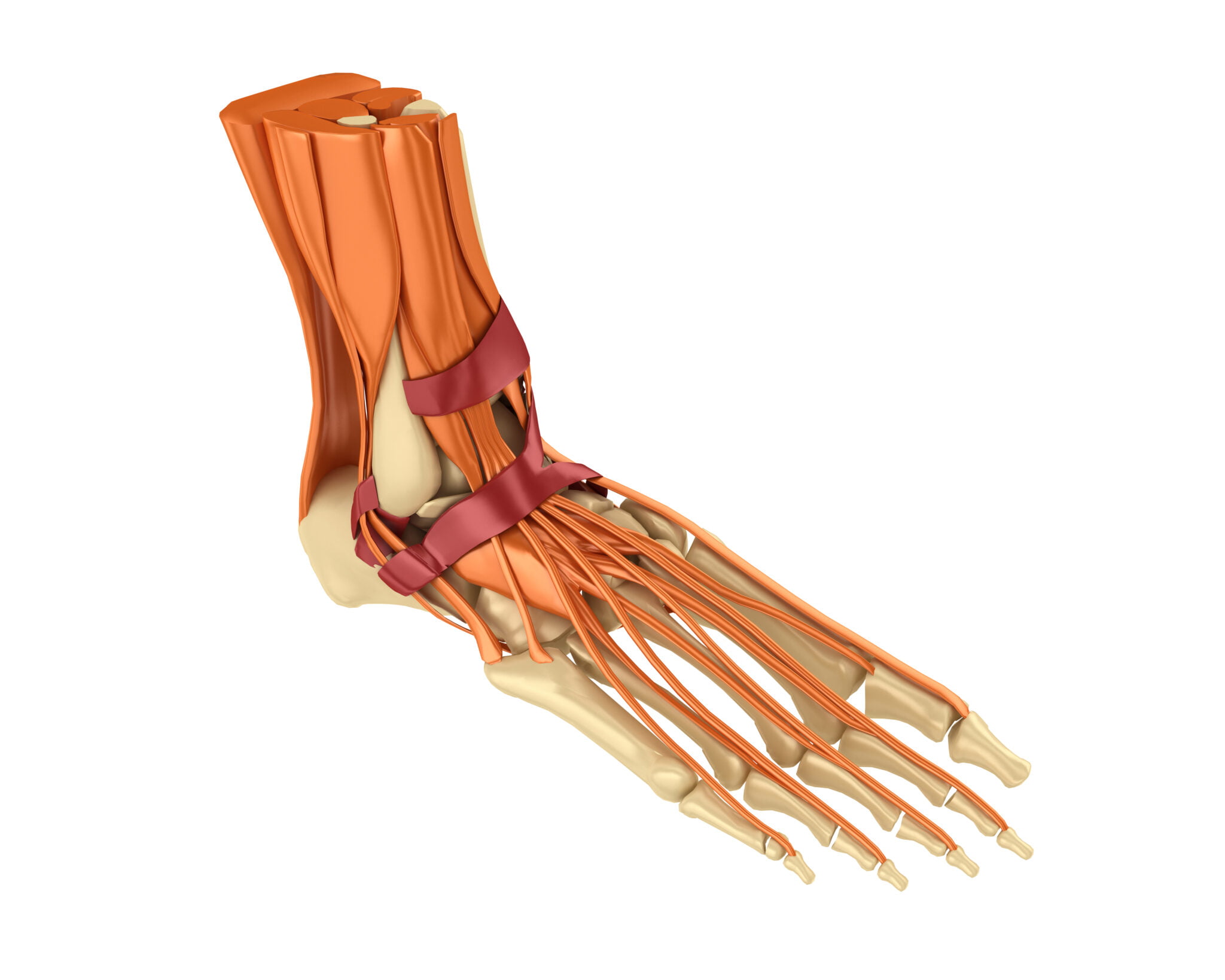 Hypermobile Joints - Waikato Podiatry